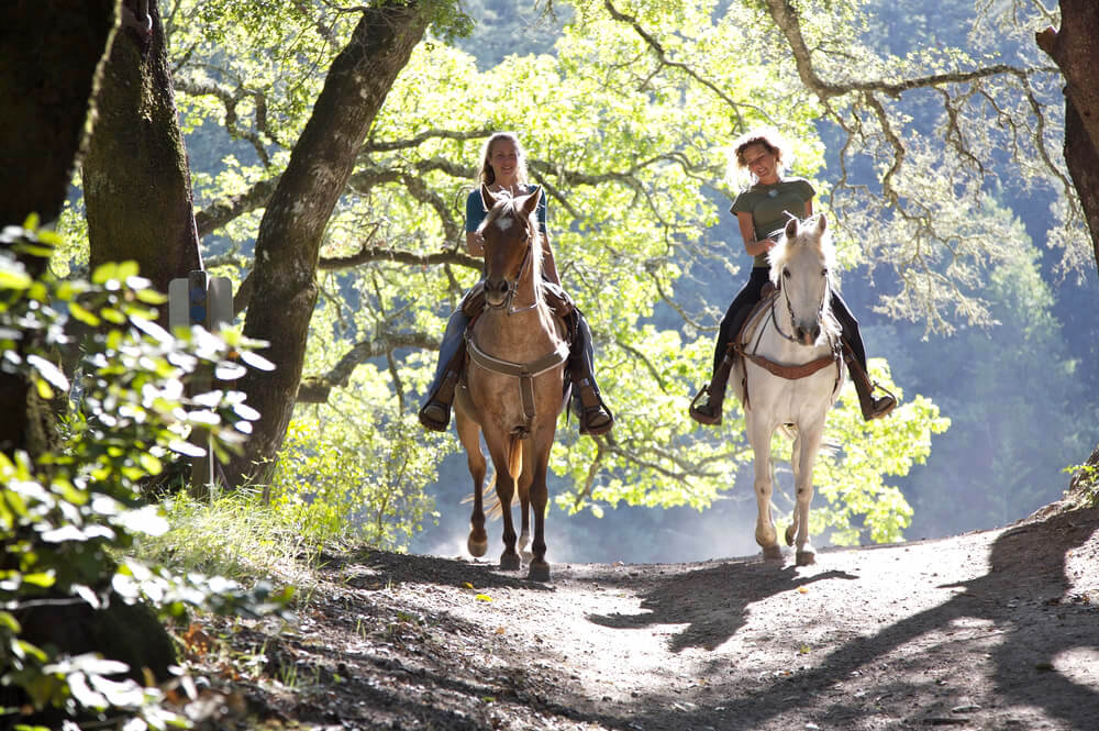 Two friends riding horses in the woods