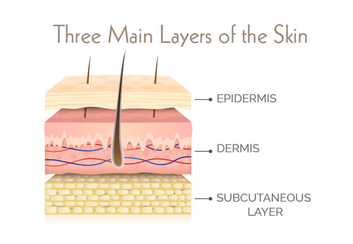 Infographic on the three main layers of the skin