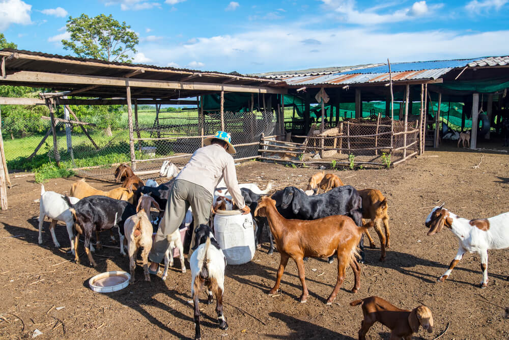 Feeding goats in a farm
