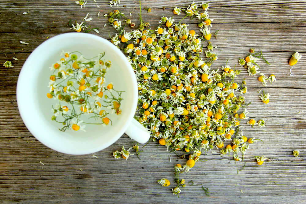 Cup of chamomile in water surrounded by loose chamomile flowers