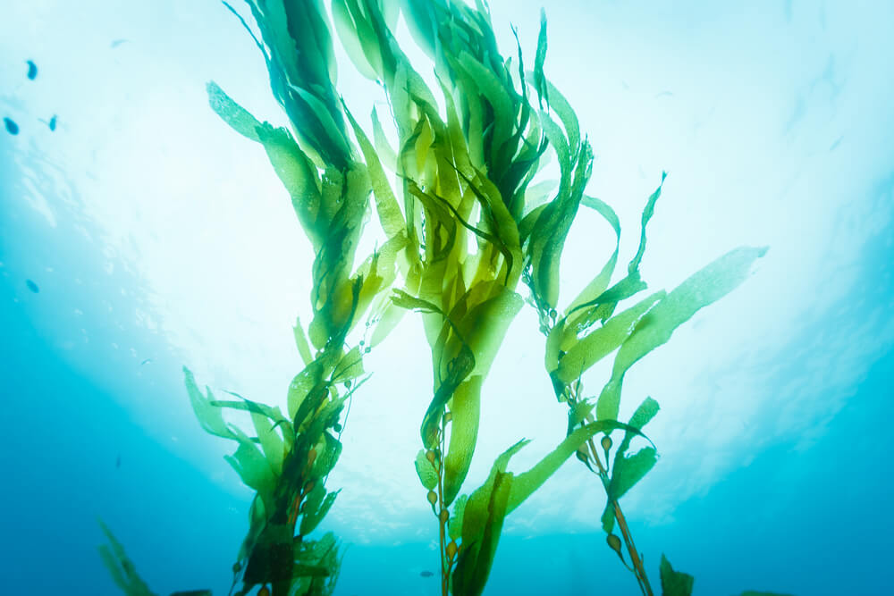 Marine algae floating freely in the ocean