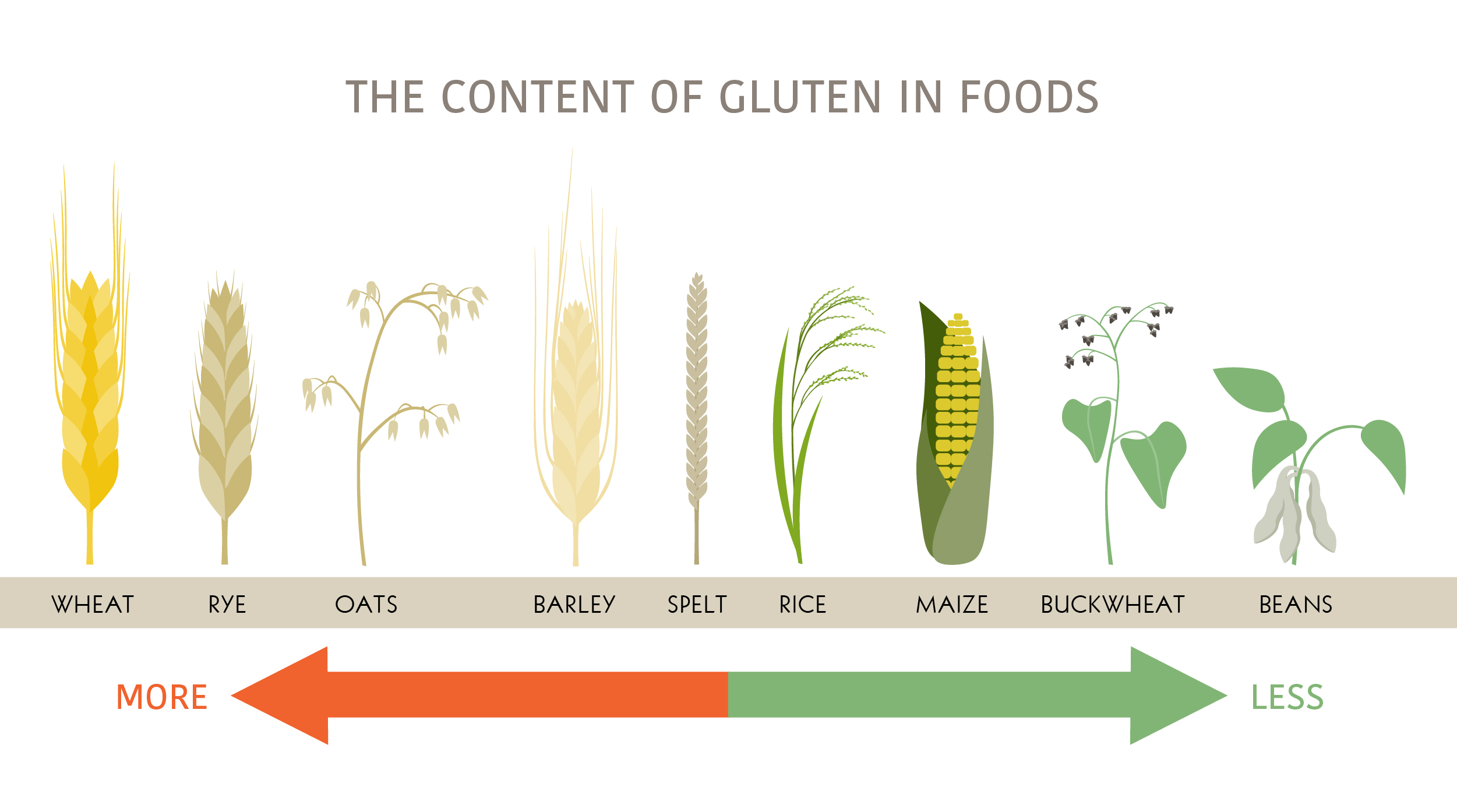 Infographic on the content of gluten in different foods 