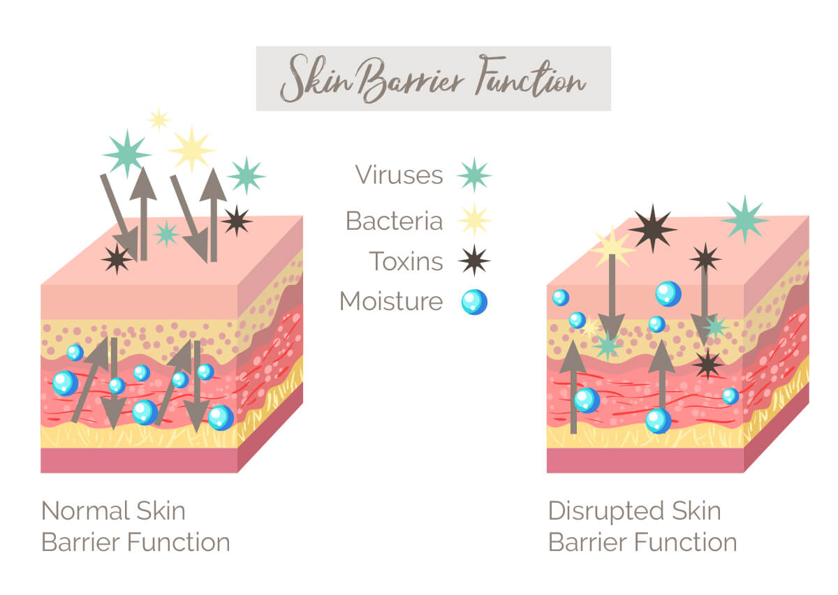 Infographic on skin barrier function