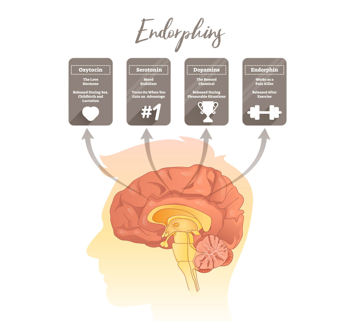 Infographic on endorphins 
