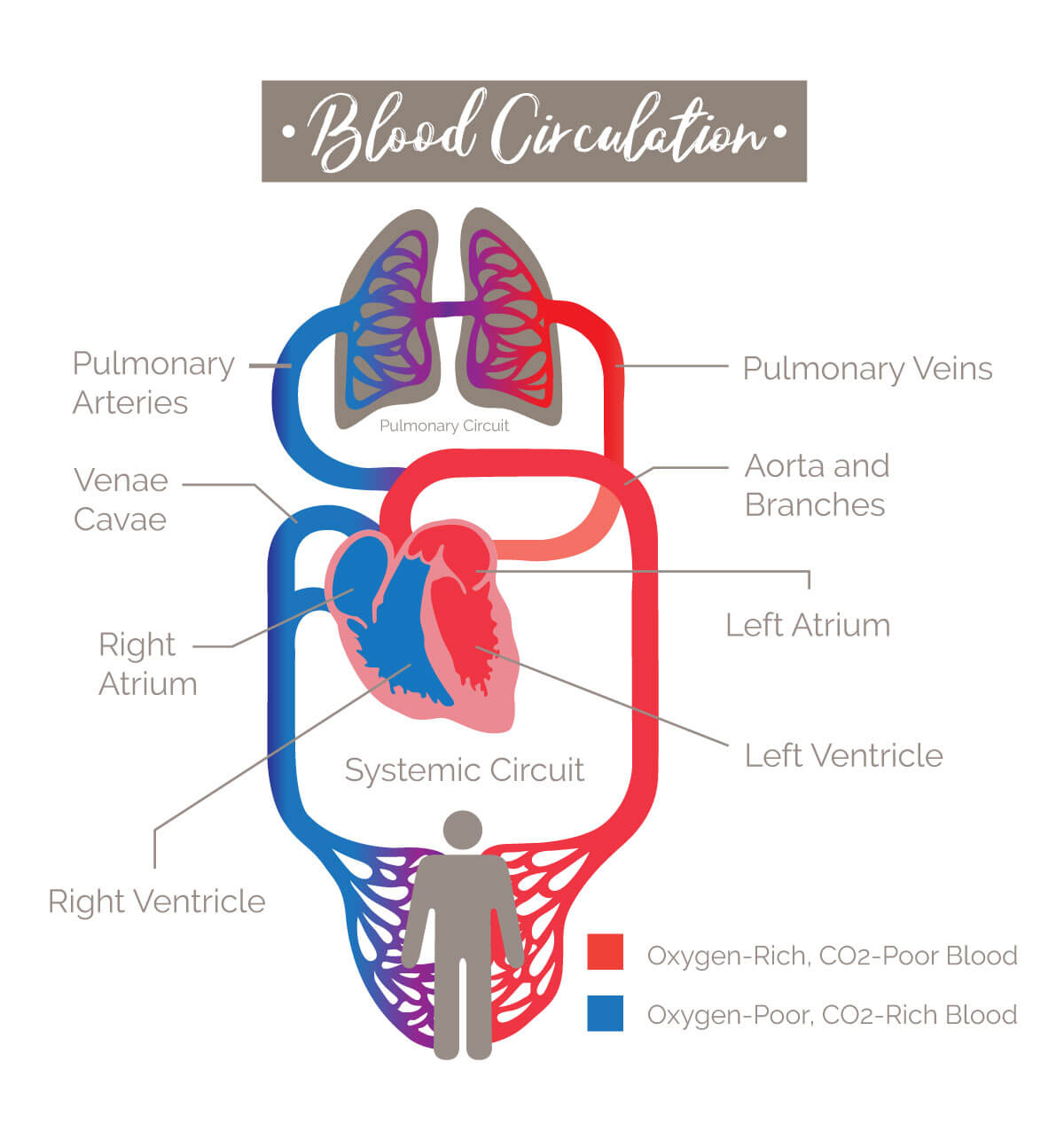 How To Boost Your Blood Circulation For Better Skin Resveralife