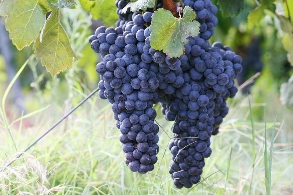 Grapes growing in a vineyard. 