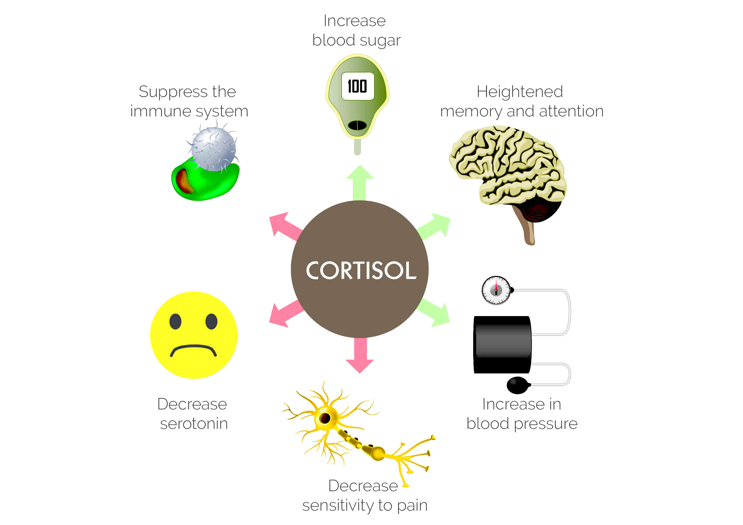effects of cortisol